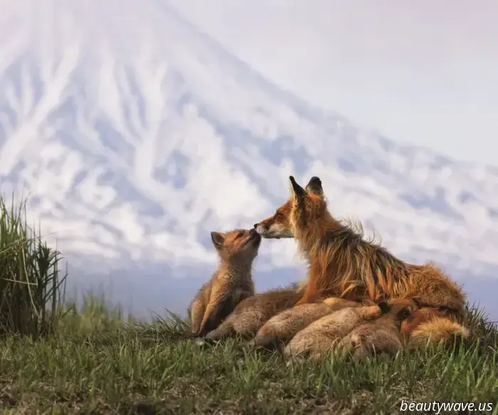 "Segreti della Kamchatka": a Mosca si apre una spedizione multimediale ai confini del mondo