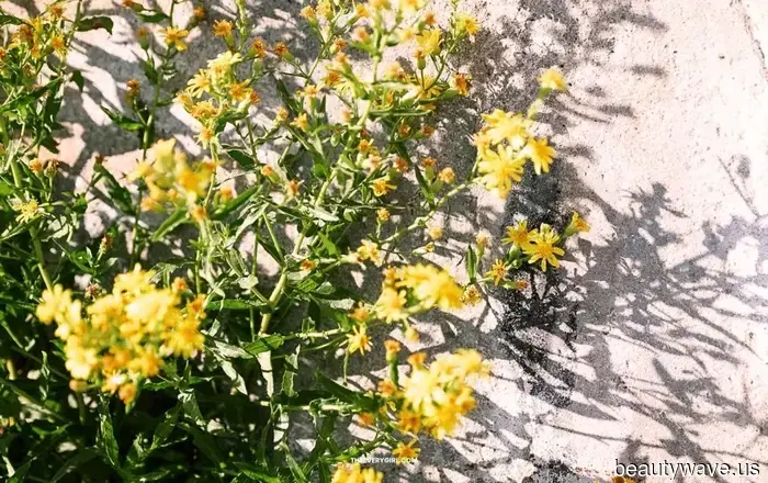 Leo Tech Hintergründe: Wallpapers für Ihre strahlende Energie