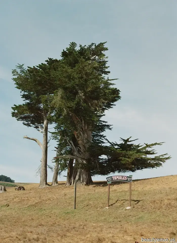 A Blush Wiederhoeft Outfit and a "Haunted Saloon" After-Party Made This California Wedding Unforgettable…